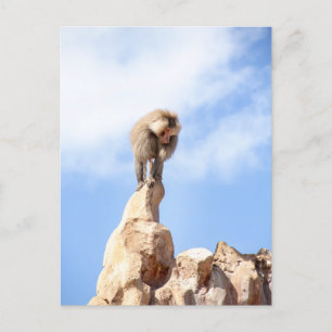 Pavianaffe auf einem Berggipfel Postkarte