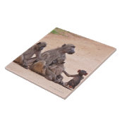 Pavianfamilie, die auf dem Boden sitzt Fliese (Seite)