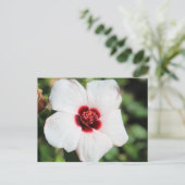Pavonia Hastata # 2 Postkarte (Stehend Vorderseite)