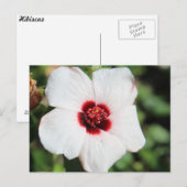 Pavonia Hastata # 2 Postkarte (Vorne/Hinten)