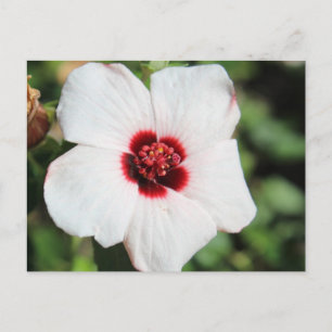Pavonia Hastata # 2 Postkarte