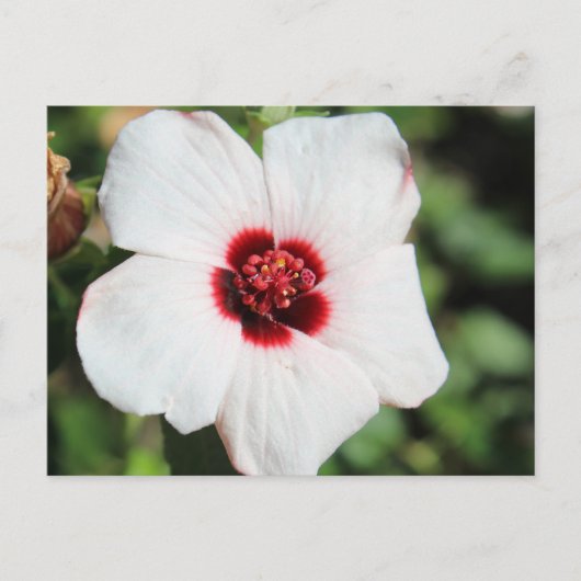 Pavonia Hastata # 2 Postkarte (Vorderseite)