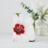 Pavonia Hastata # 3 Postkarte (Stehend Vorderseite)