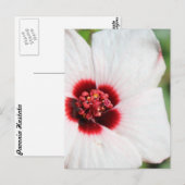 Pavonia Hastata # 3 Postkarte (Vorne/Hinten)