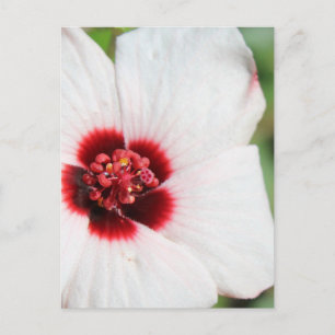 Pavonia Hastata # 3 Postkarte