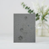 Paw Prints im Sand Postkarte (Stehend Vorderseite)