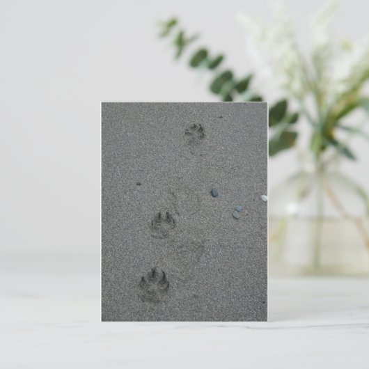 Paw Prints im Sand Postkarte (Stehend Vorderseite)