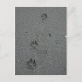 Paw Prints im Sand Postkarte (Vorderseite)