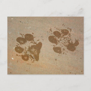 Paw Prints Postkarten