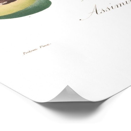 Pawpaw Poster (Ecke)