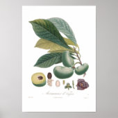 Pawpaw Poster (Vorne)