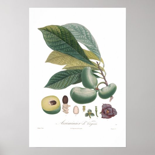 Pawpaw Poster (Vorne)