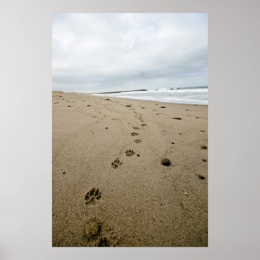Pawprints Poster (Vorne)