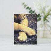 Paws Postkarte (Stehend Vorderseite)