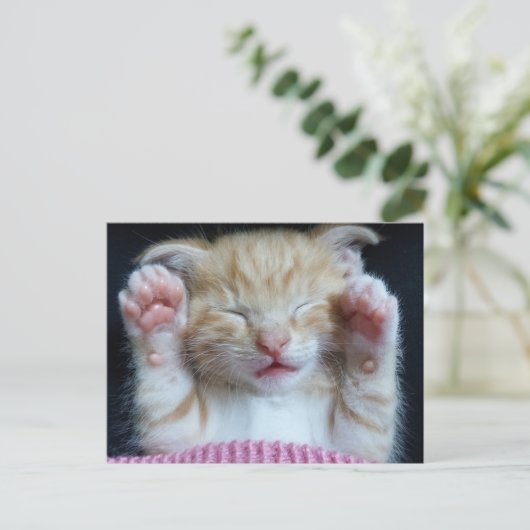 Paws up Kitty Postkarte (Stehend Vorderseite)