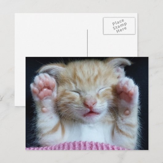 Paws up Kitty Postkarte (Vorne/Hinten)