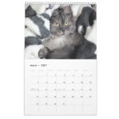 Pawsitiv Katzen und Kätzchen 2021 Kalender (Mär 2027)