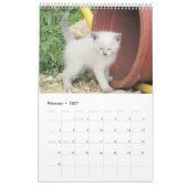 Pawsitiv Katzen und Kätzchen 2021 Kalender (Feb 2027)