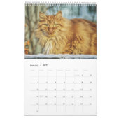 Pawsitiv Katzen und Kätzchen 2021 Kalender (Jan 2027)