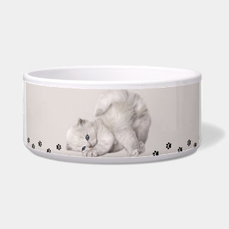 "Pawyer Bowl"? Kitten 🐾 ✨ Napf