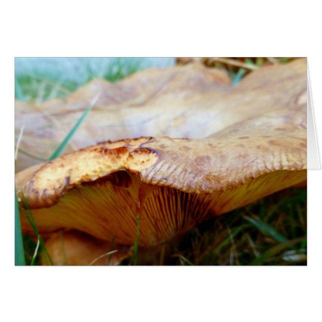 Paxillus involutus (Vorderseite (Horizontal))