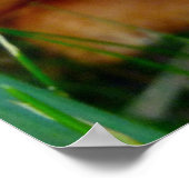 Paxillus involutus poster (Ecke)