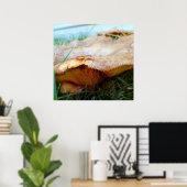 Paxillus involutus poster (Heimbüro)