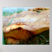 Paxillus involutus poster (Vorne)