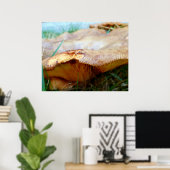 Paxillus involutus poster (Heimbüro)