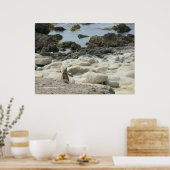 Pazifik-Grosshörnchen Poster (Küche)