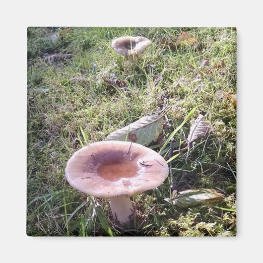 Pazifik Nordwest-Rushroom Magnet (Vorne)