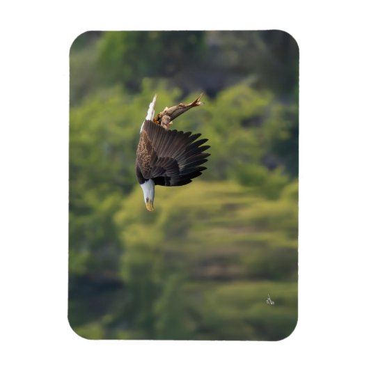 Pazifik Nordwestadler Adler mit Lachsleder Magnet (Vertikal)