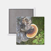 Pazifik Nordwestpolypore Fall Mushroom Magnet (Vorderseite/Rückseite)