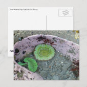Pazifik Nordwesttidepool mit grünen Anenomen Postkarte (Vorne/Hinten)