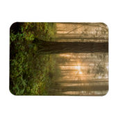 Pazifik Nordwestwald | Foggy Morning Magnet (Horizontal)