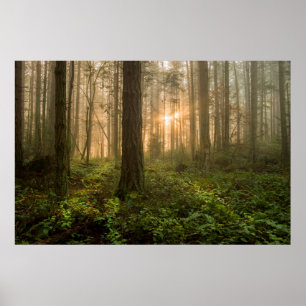 Pazifik Nordwestwald   Foggy Morning Poster