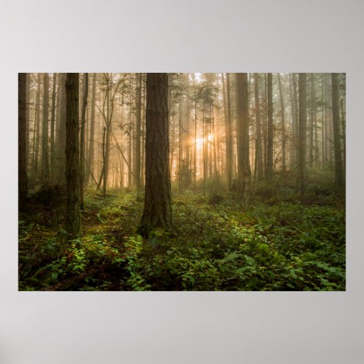 Pazifik Nordwestwald | Foggy Morning Poster (Vorne)