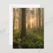 Pazifik Nordwestwald | Foggy Morning Postkarte (Vorne/Hinten)