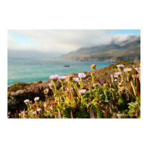 Pazifik-Ozean-Blumen-Fotografie