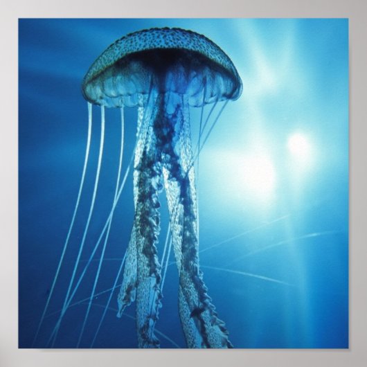 Pazifik_Ozean_Jellyfish Poster (Vorne)