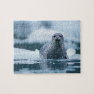 Pazifik-Seehund, Phoca vitulina richardsi Puzzle