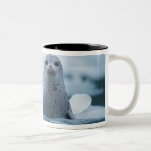 Pazifik-Seehund, Phoca vitulina richardsi Zweifarbige Tasse