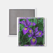 Pazifikküste (Douglas iris) - Magnet (Vorderseite/Rückseite)