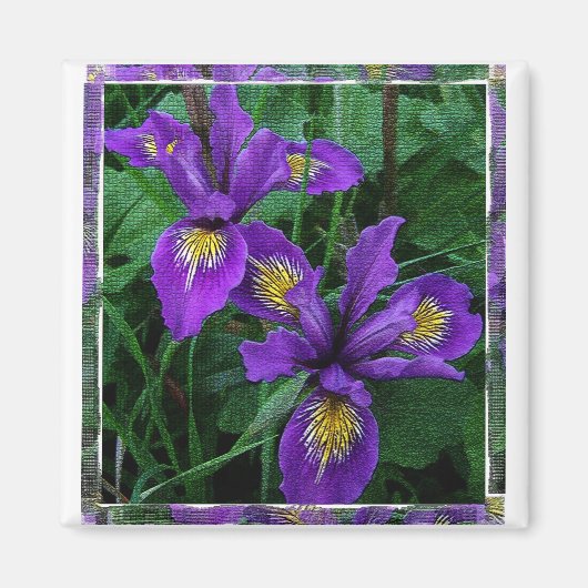 Pazifikküste (Douglas iris) - Magnet (Vorne)