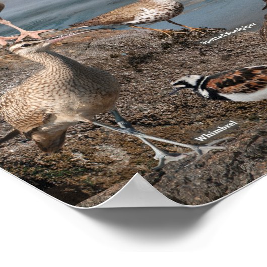 Pazifikküstenposter Poster (Ecke)