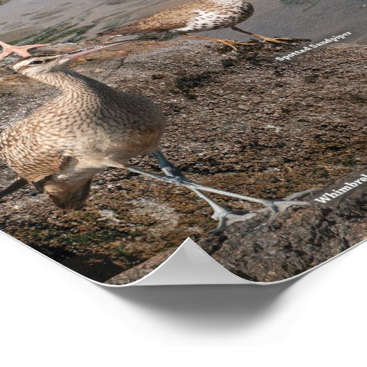 Pazifikküstenposter Poster (Ecke)