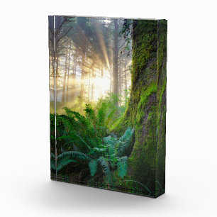 Pazifikküstenwald, Oregon Fotoblock