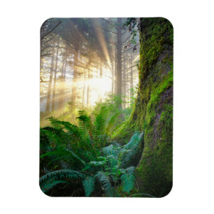 Pazifikküstenwald, Oregon Magnet