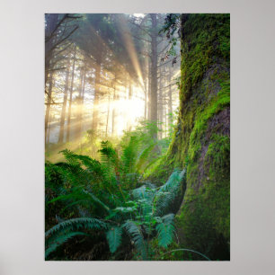Pazifikküstenwald, Oregon Poster