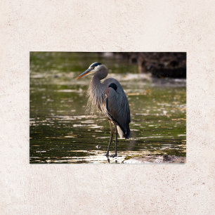 Pazifisch-Nordwest-Großer-Blauer-Reiher-Grußkarte Feiertagskarte